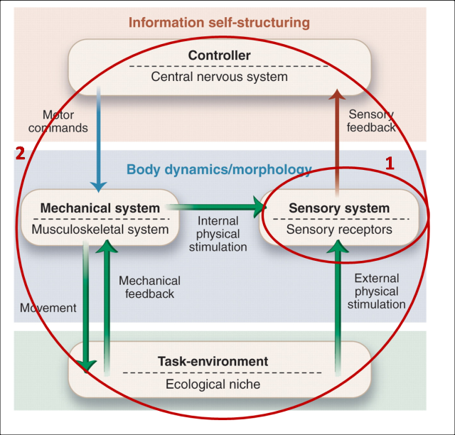 Sensory System Agents